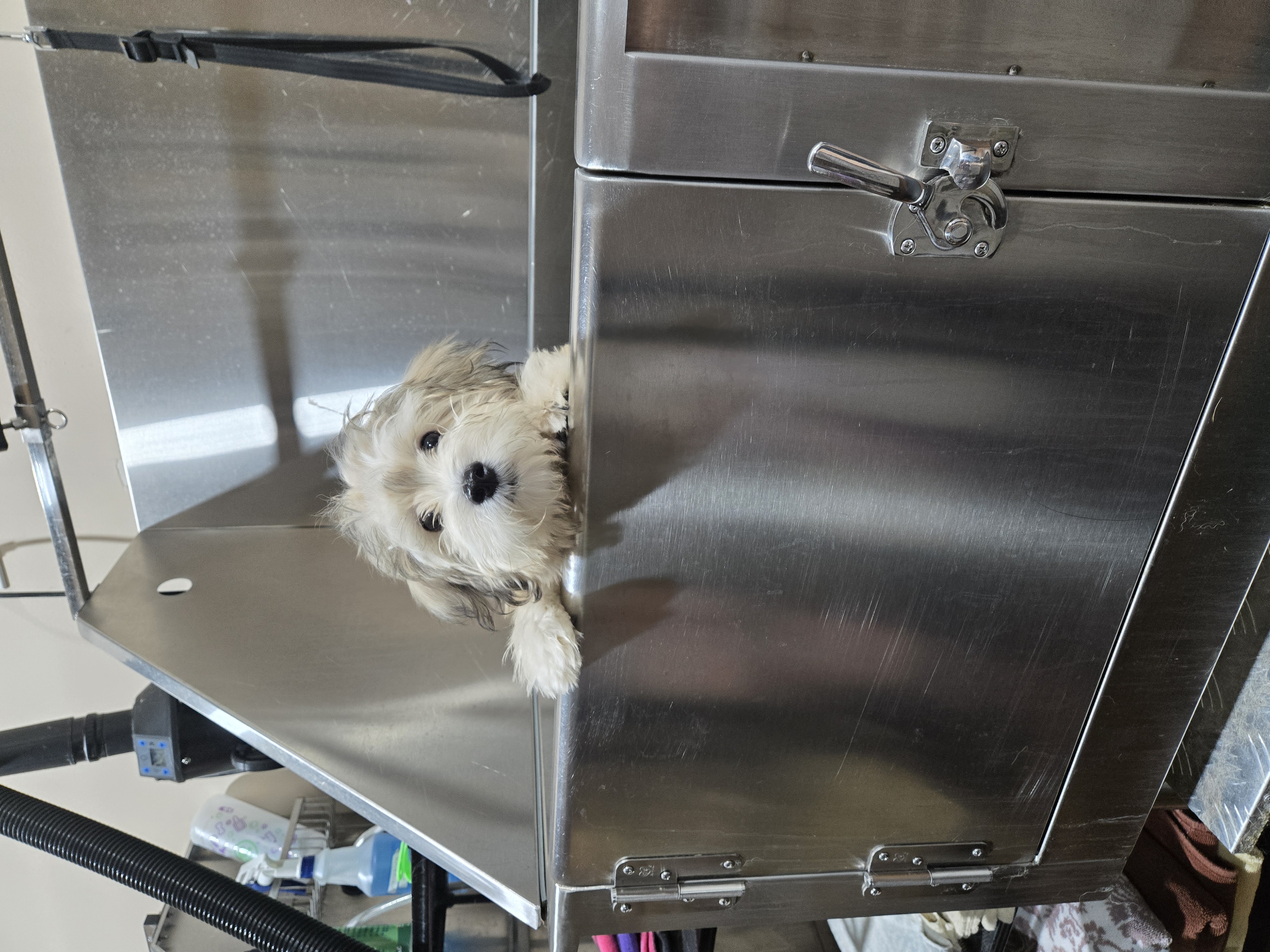 Tiny white puppy peeking over the edge of the grooming tub