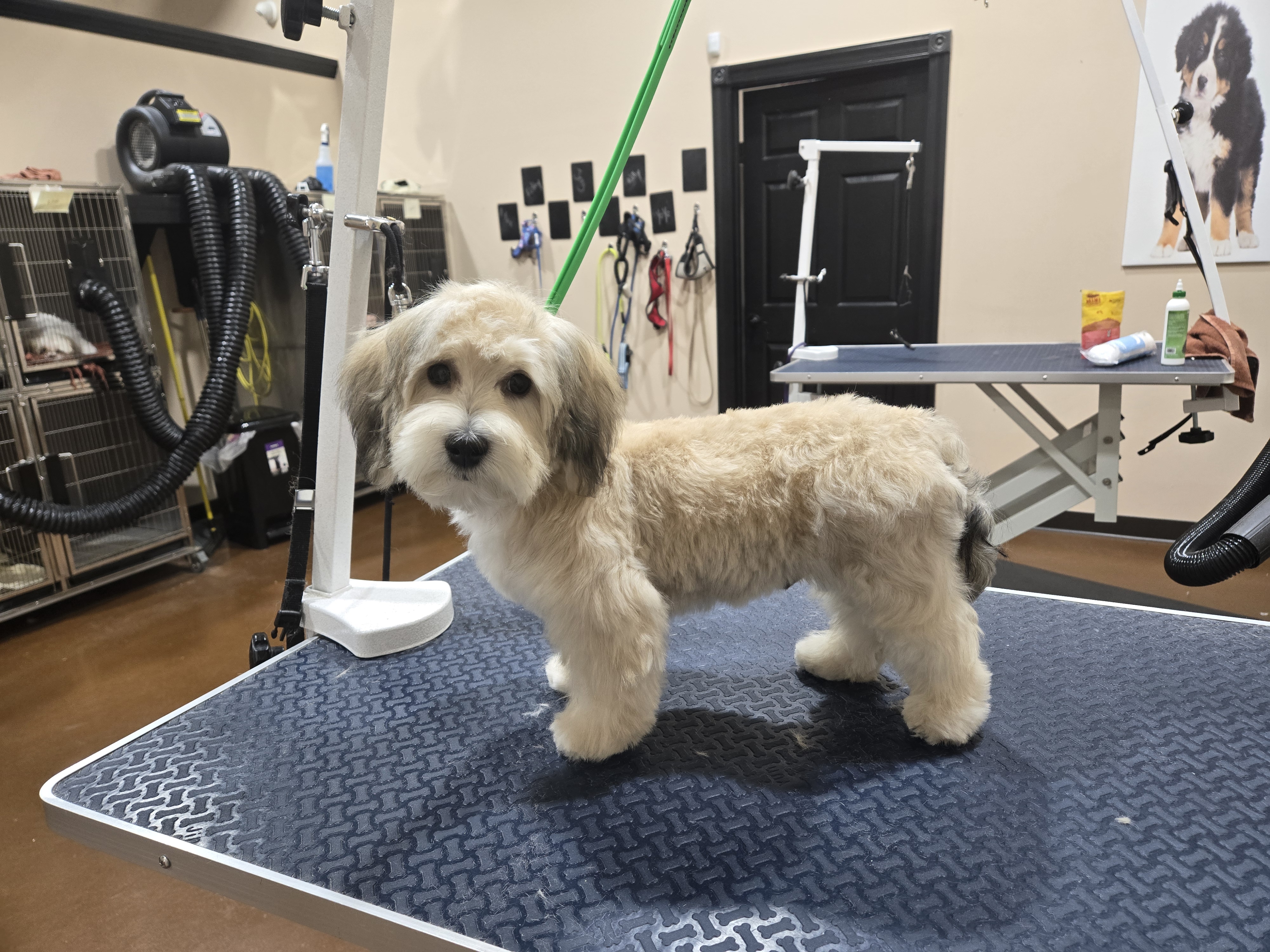 Fluffy tan dog freshly groomed on grooming table