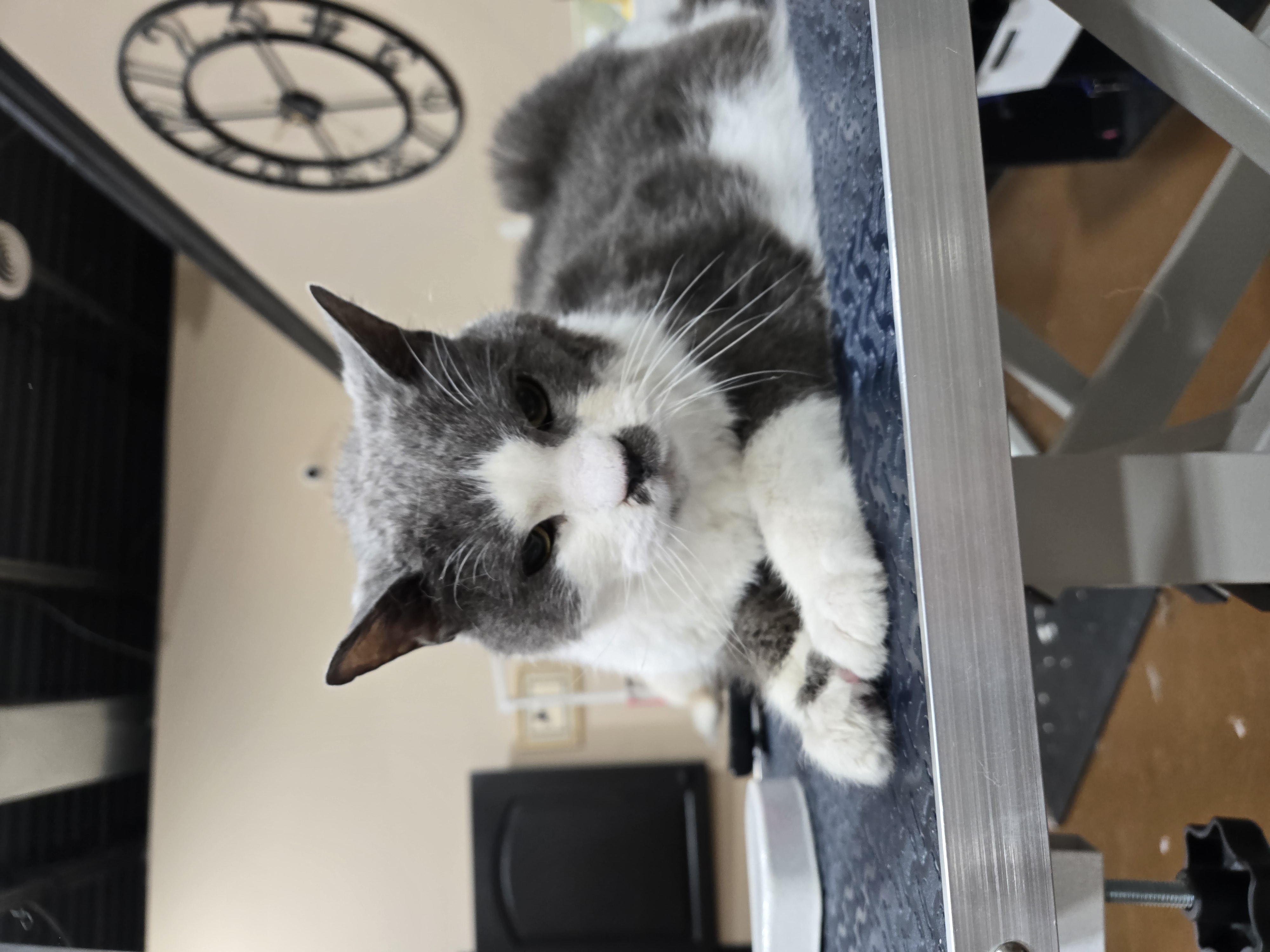 Grey and white cat relaxing on grooming table