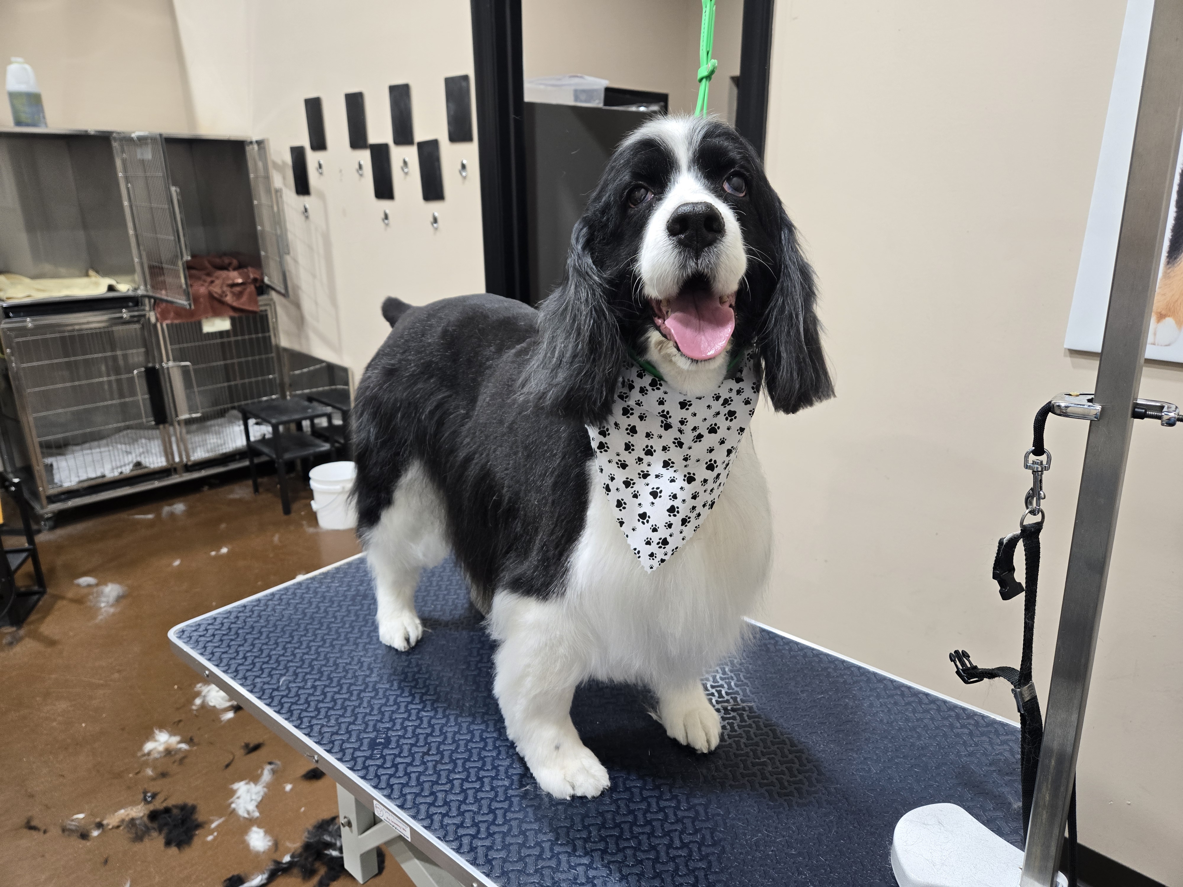 Black and white Cocker Spaniel with paw print bandana