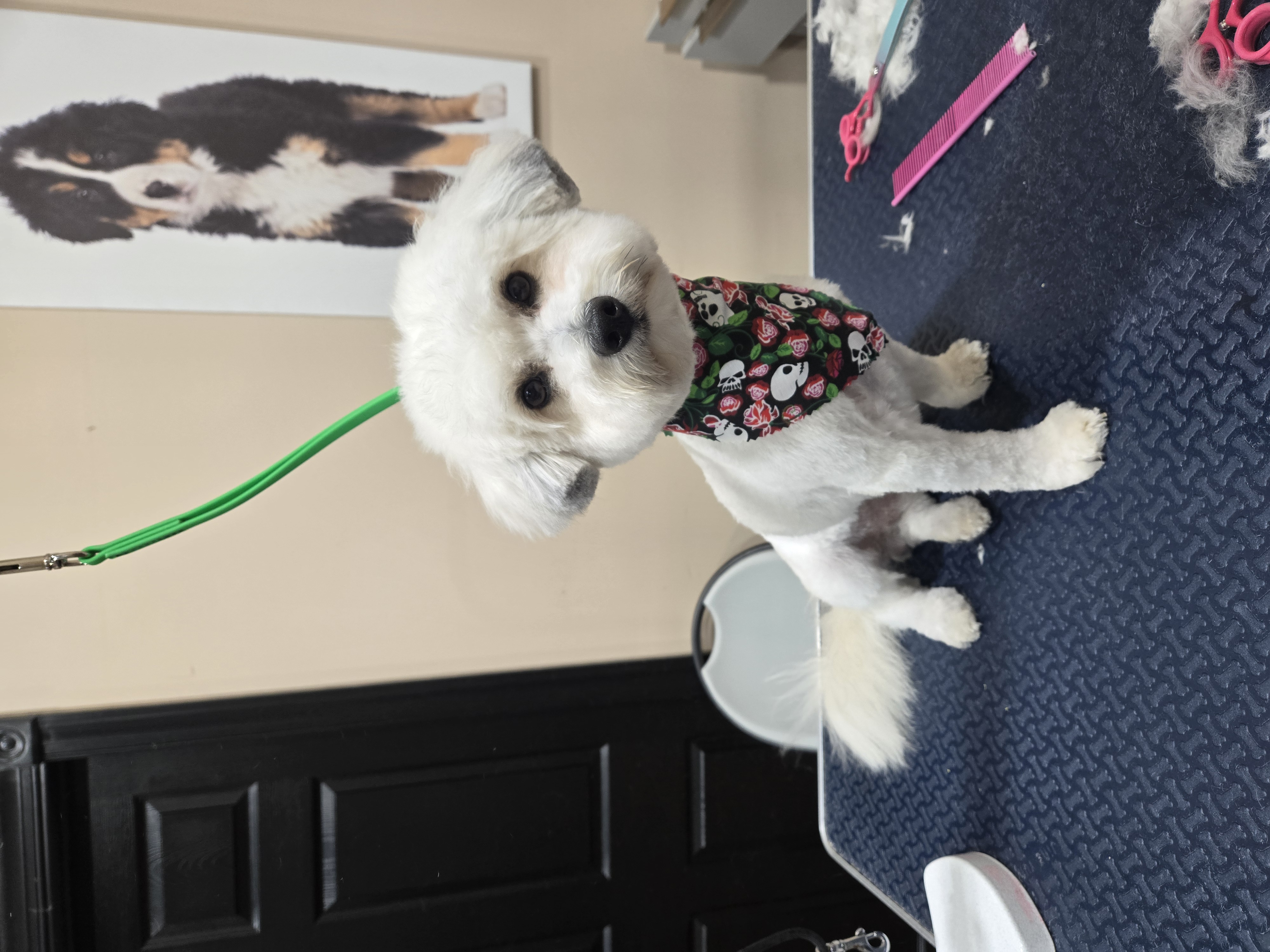 White Maltese with decorative bandana freshly groomed