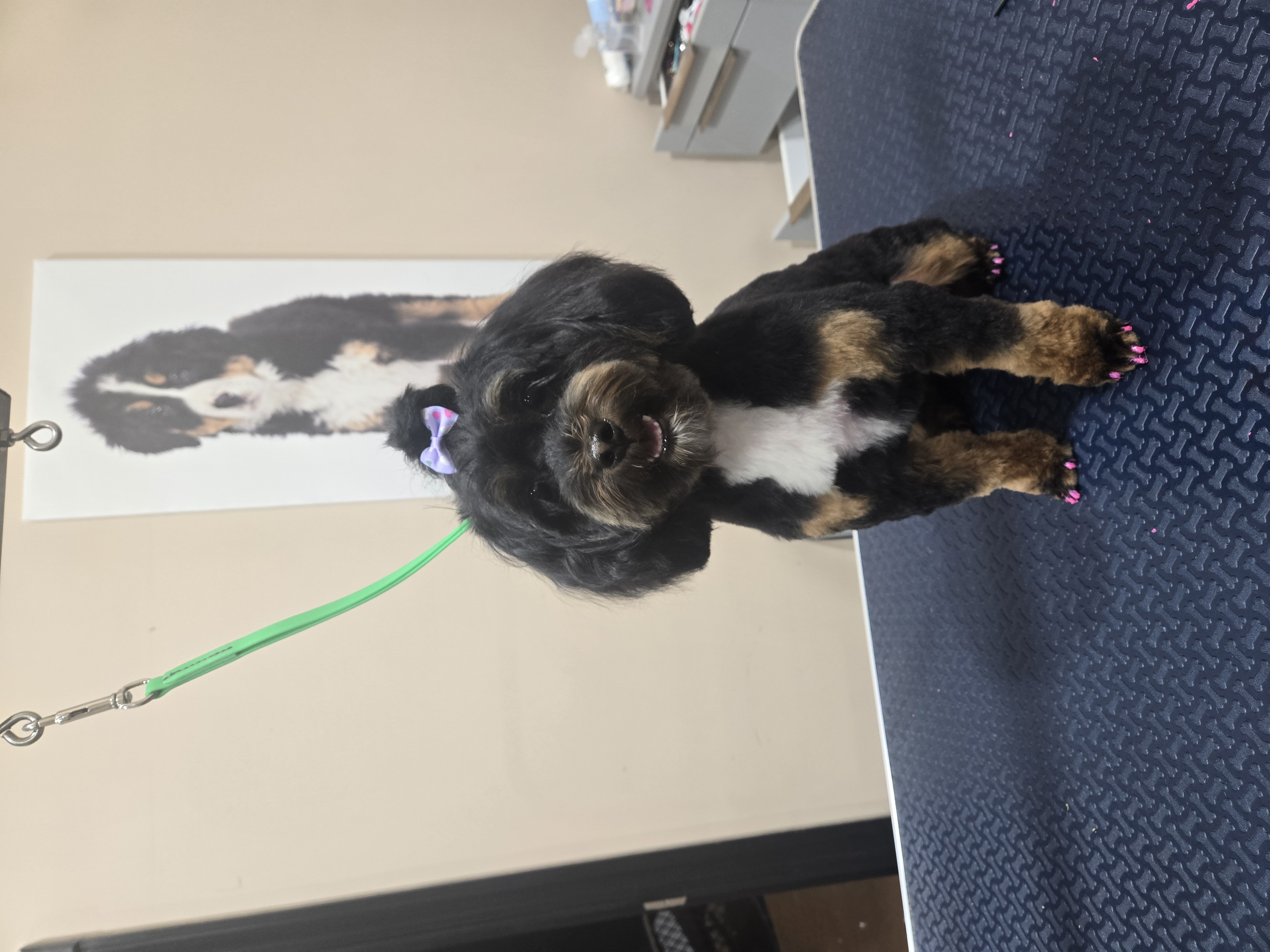 Black and tan Yorkie mix with purple bow after grooming