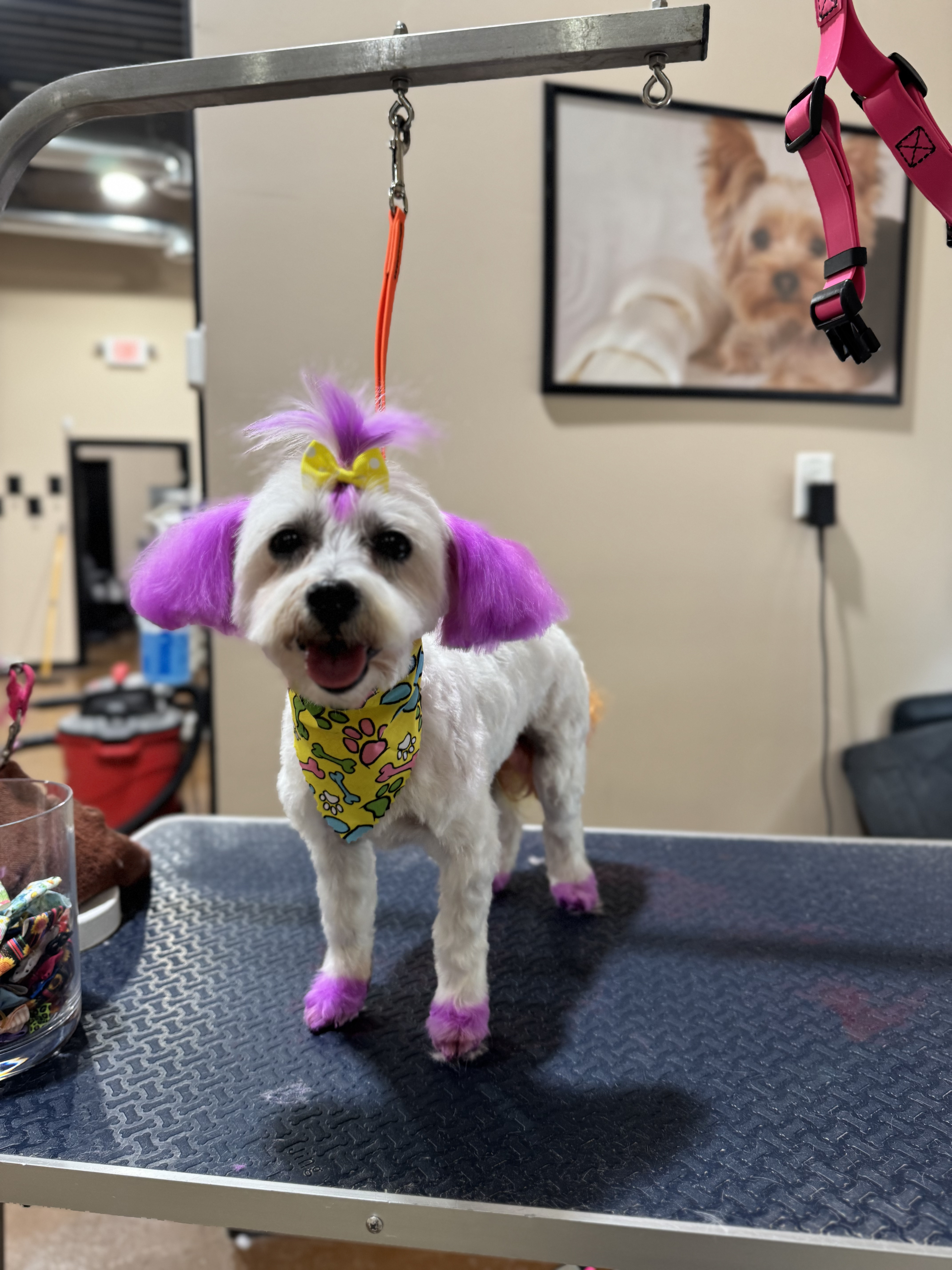 White Maltese with purple-dyed ears and bandana after grooming