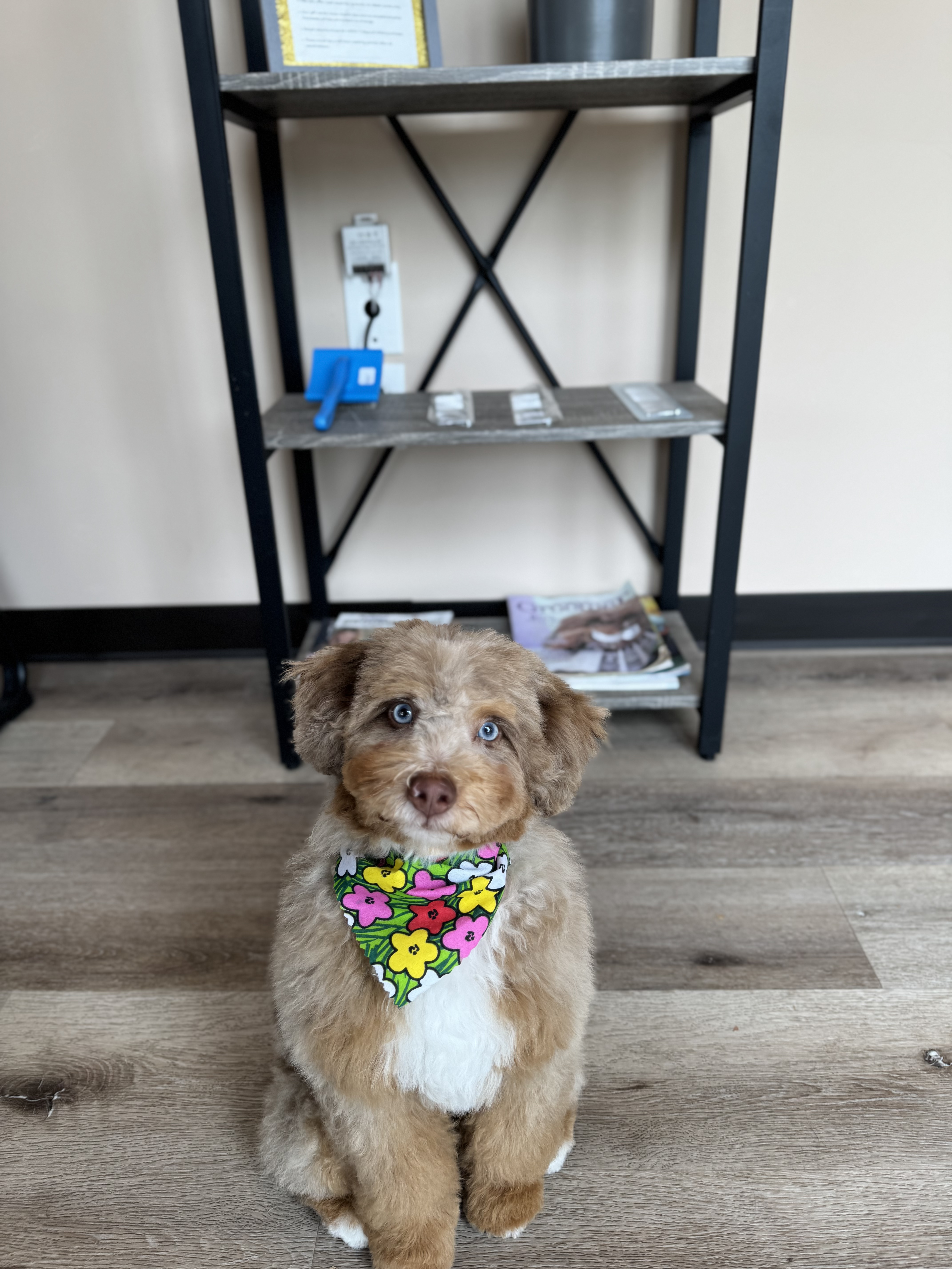 Brown Cavapoo puppy with colorful floral bandana