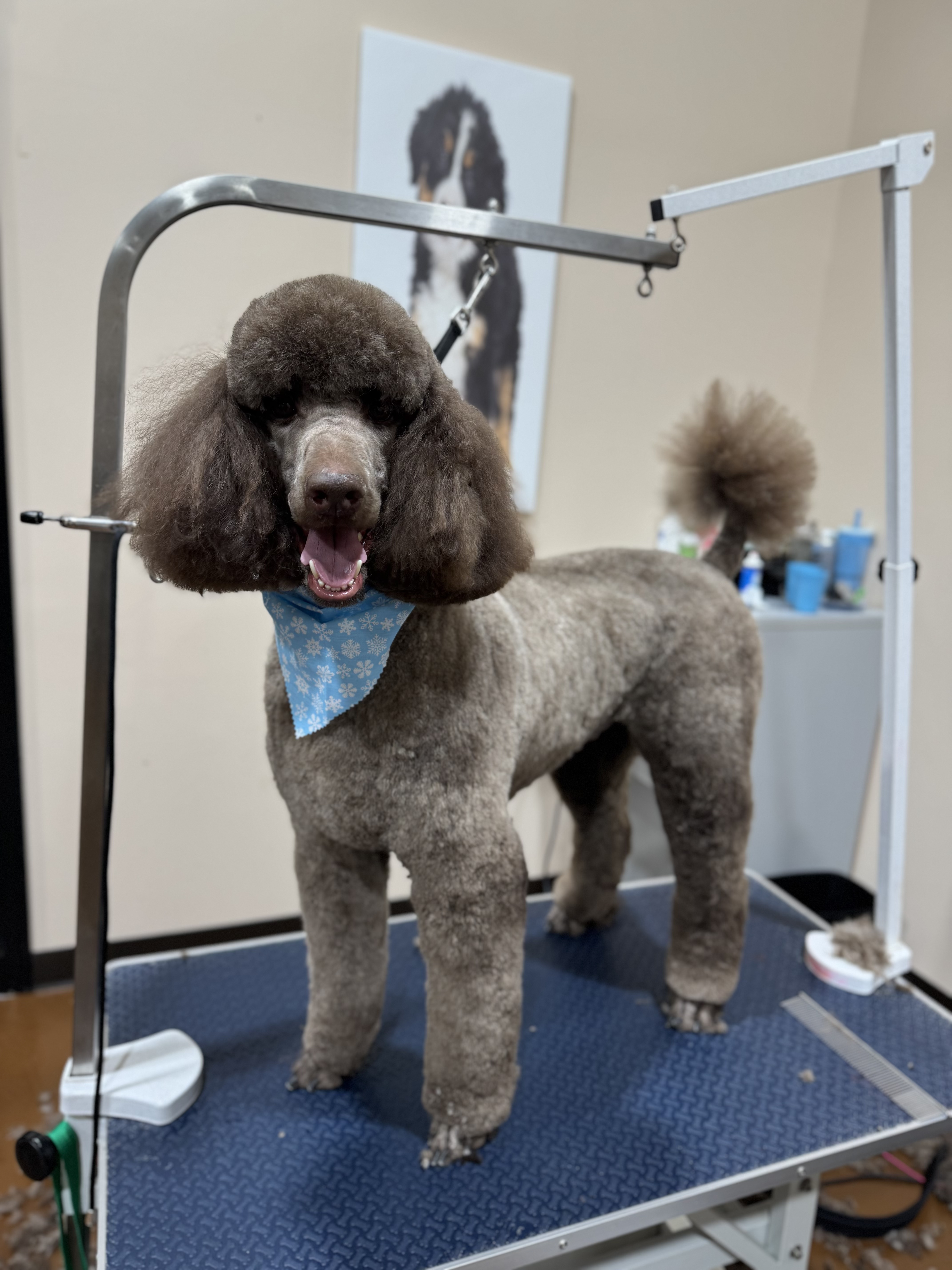 Grey standard poodle freshly groomed with blue bandana