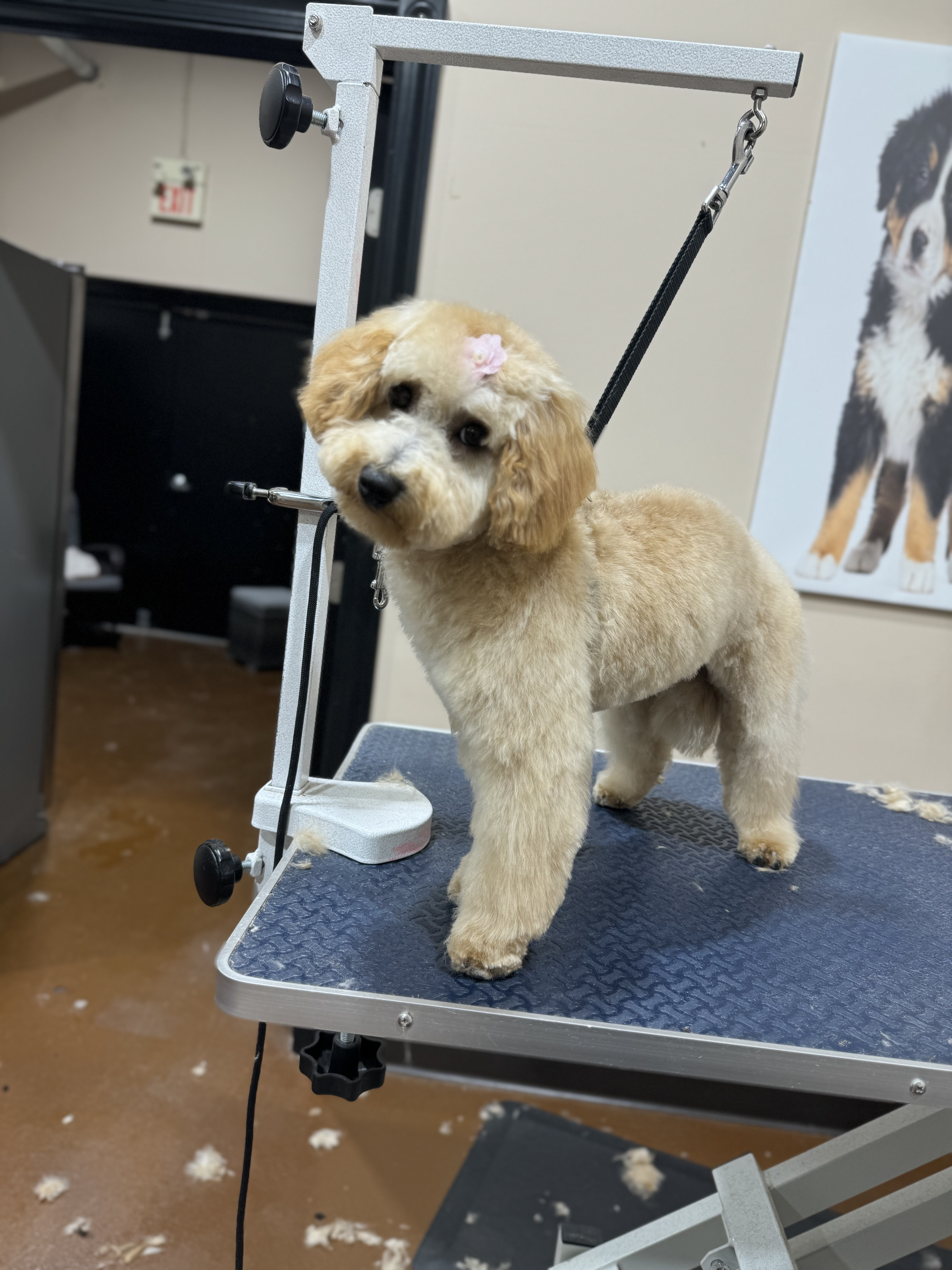 Apricot Goldendoodle with pink bow after grooming
