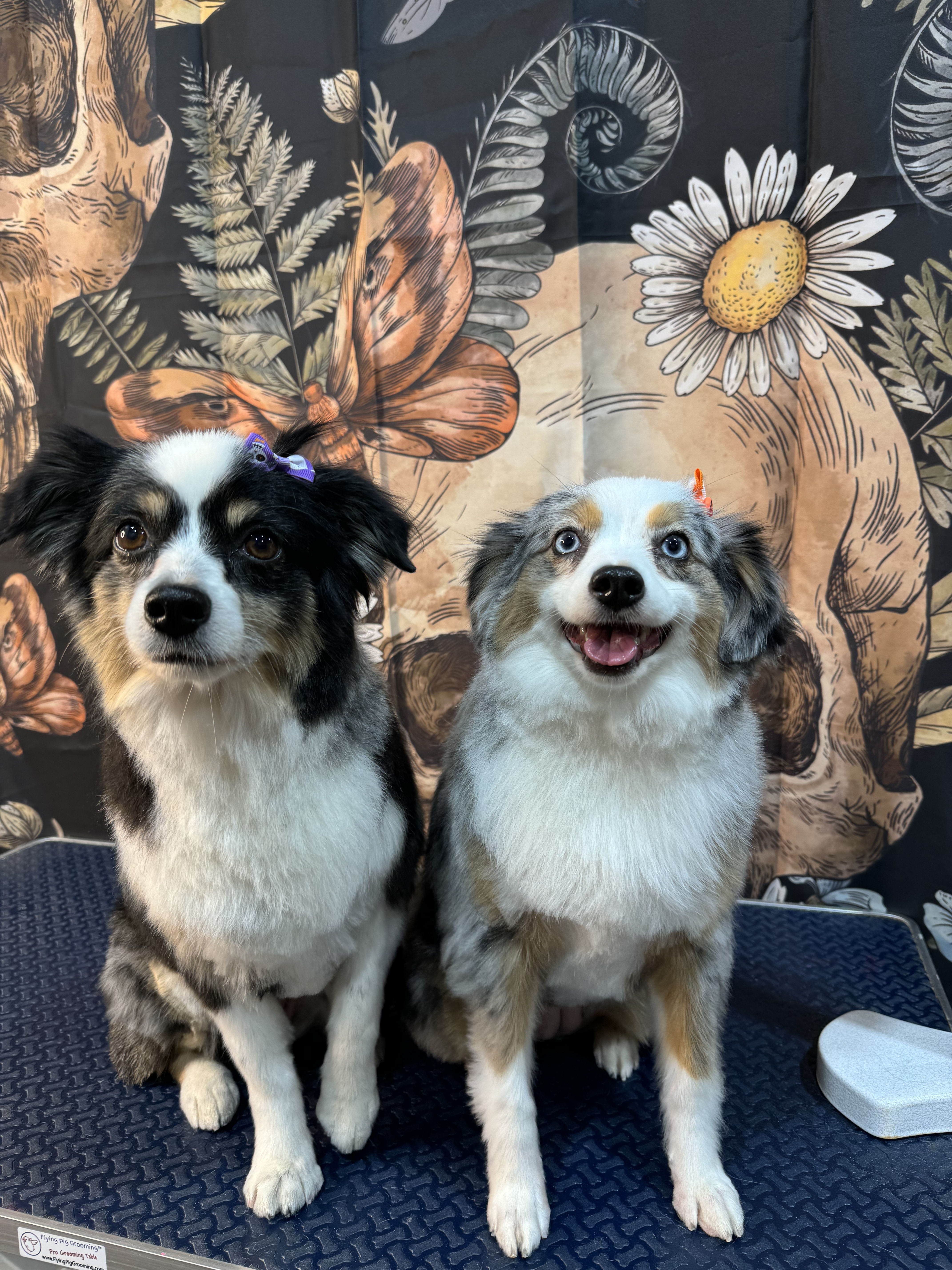 Two Australian Shepherds freshly groomed side by side