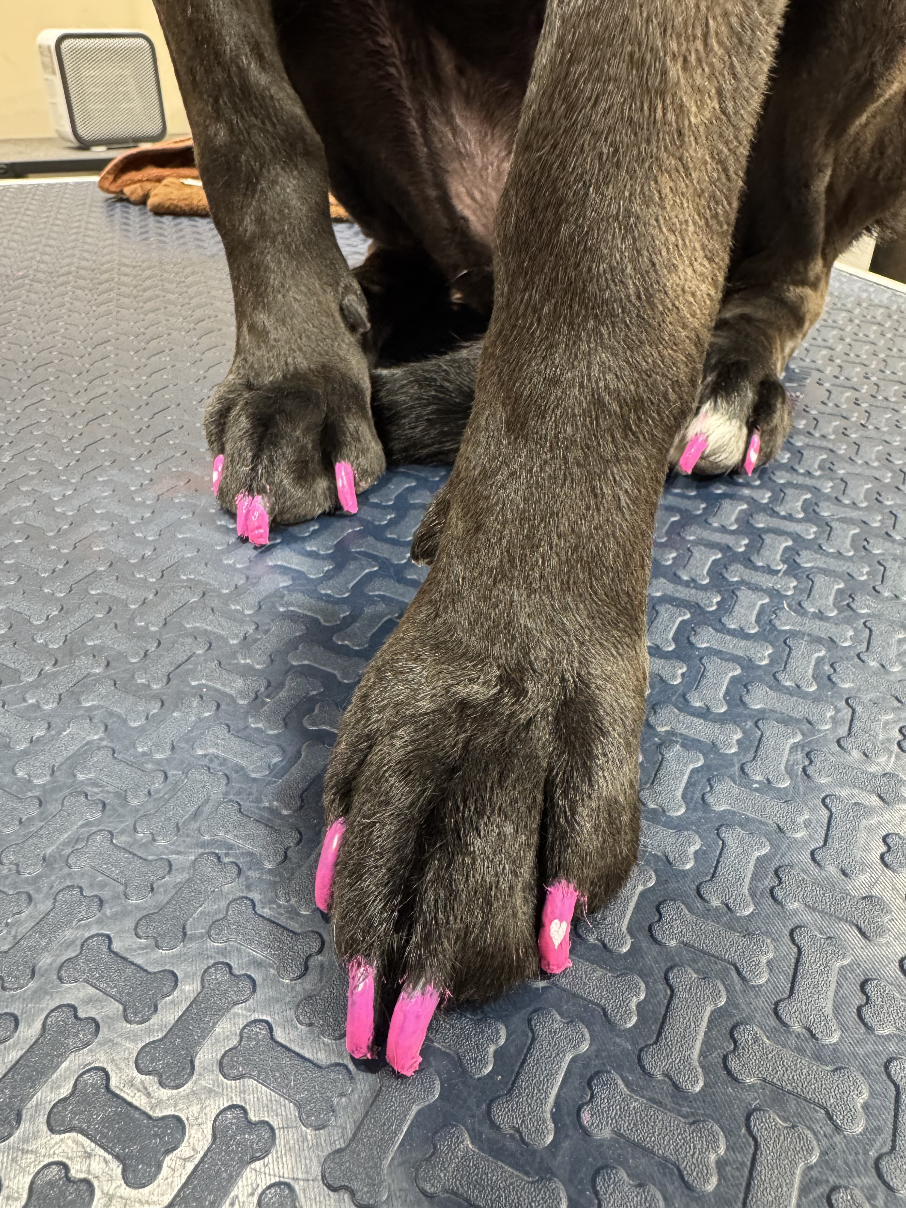 Close-up of dog paws with bright pink nail polish pedicure
