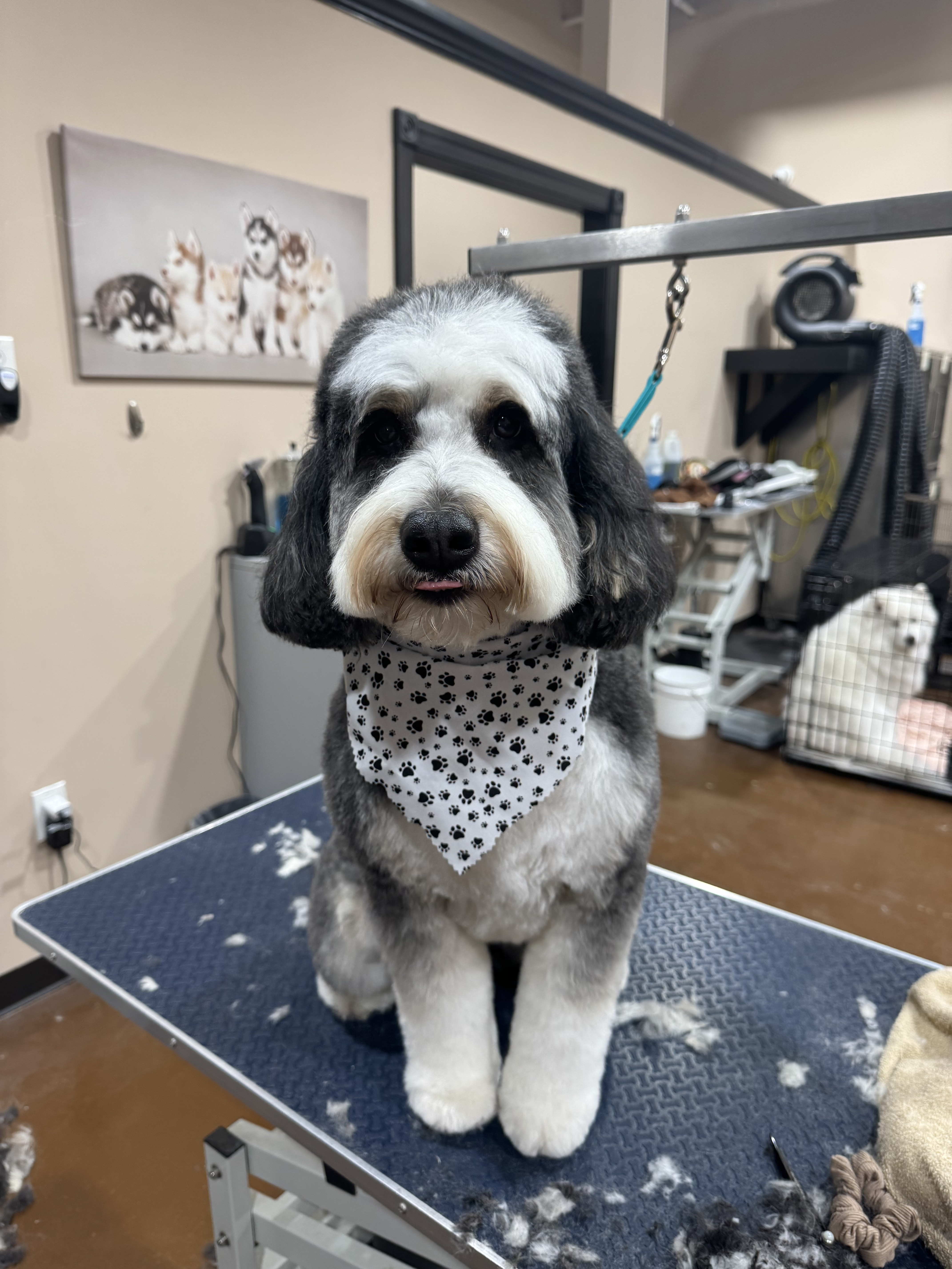 Black and white Bernedoodle with paw print bandana
