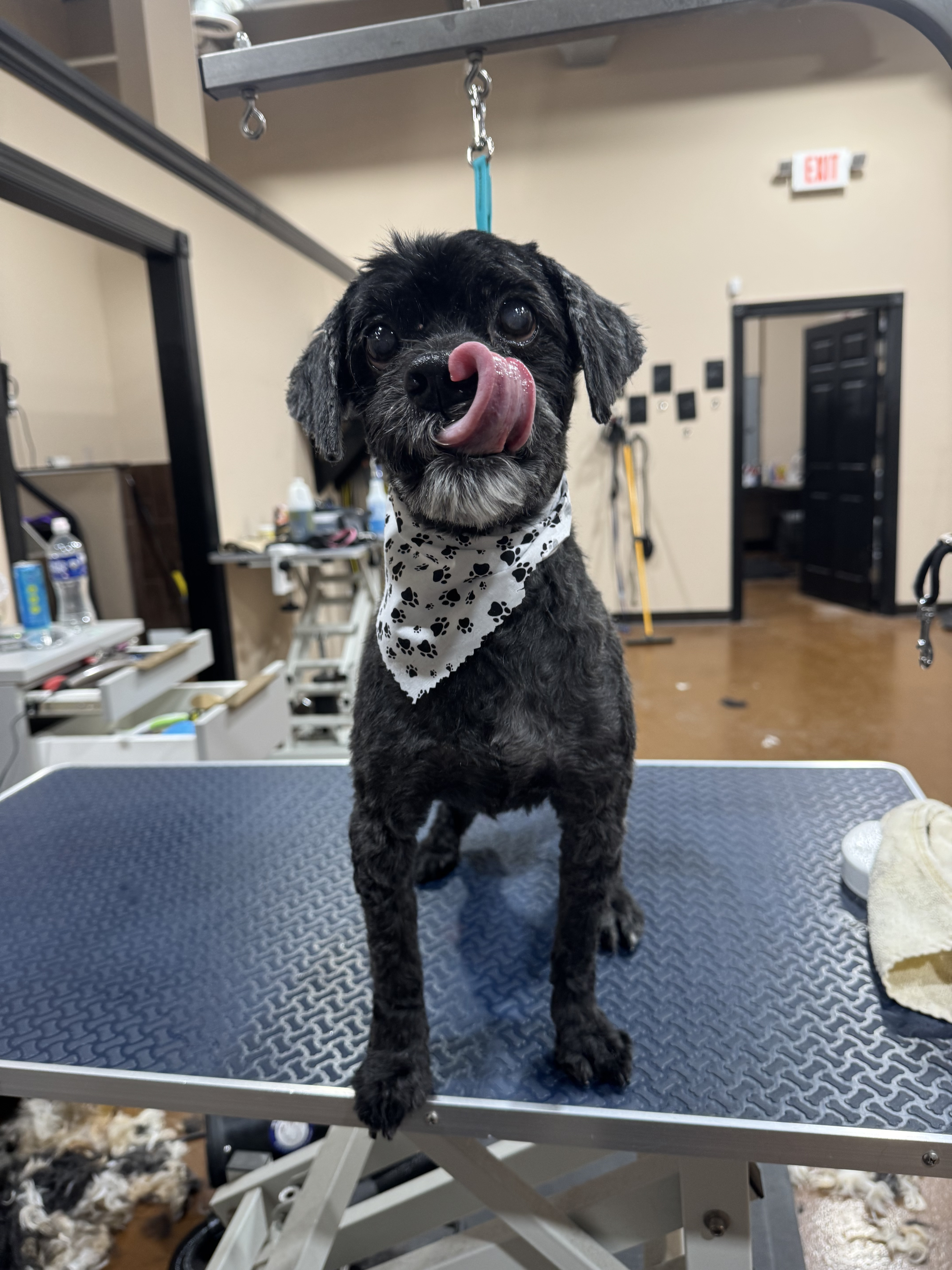 Black Schnauzer mix with paw print bandana licking nose