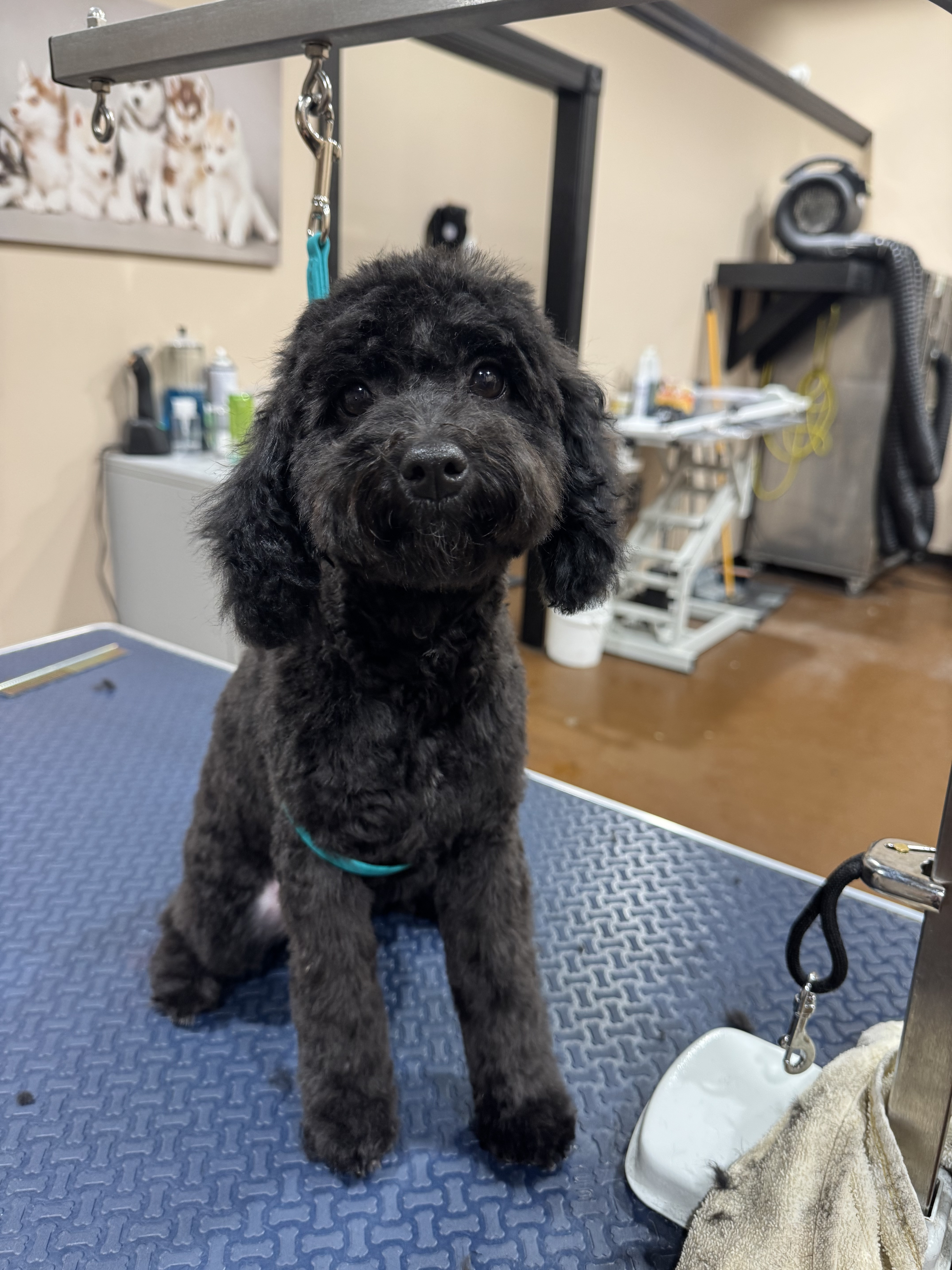 Black Standard Poodle puppy freshly groomed
