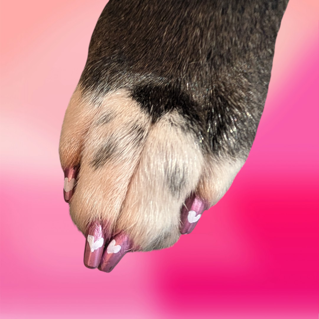 Dog paws with pink heart nail polish on pink background