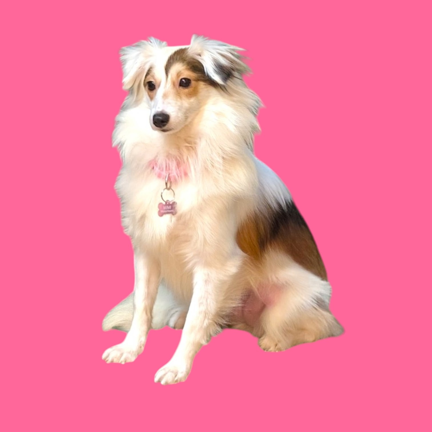 Shetland Sheepdog groomed and posed on pink background